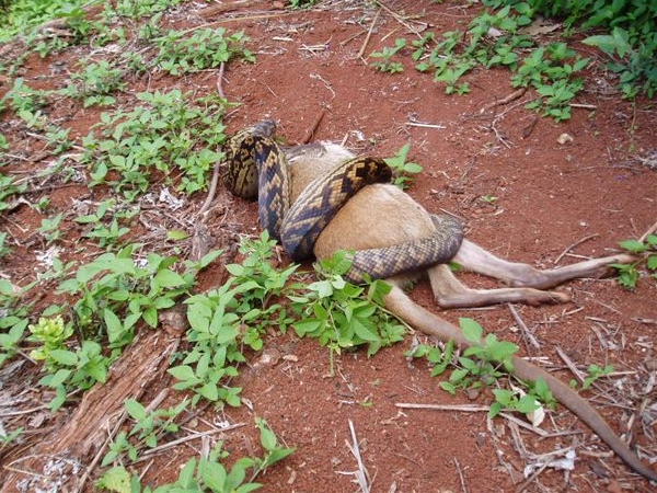 snake eating kangaroo