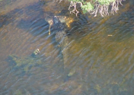 harris neck gator