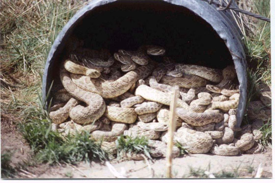 culvert full of snakes