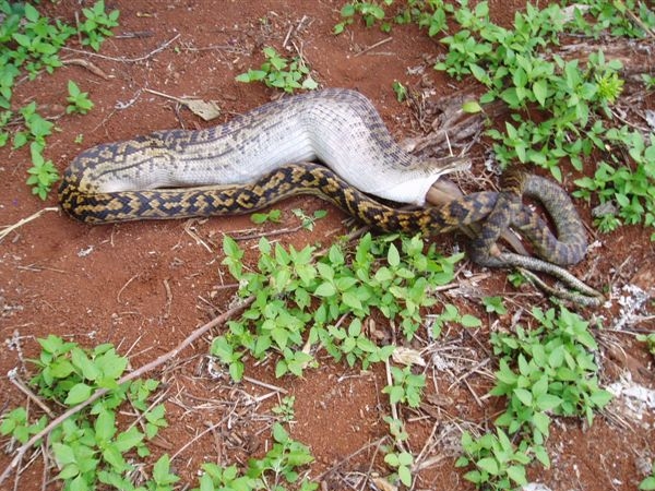 snake eating kangaroo